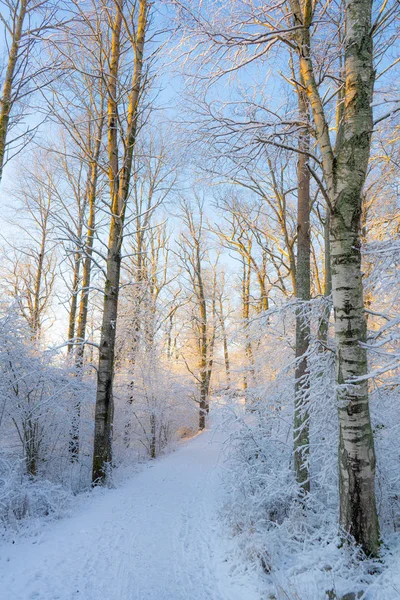 在瑞典森林里的冬季小径 在斯堪的纳维亚森林里的雪天 晴朗的冬日 自然壁纸 与树木和道路合影 — 图库照片
