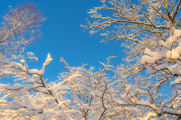 Jasny Zimowy Dzień Szwecji Mrożone Gałęzie Drzew Zima Skandynawii Tapeta — Zdjęcie stockowe