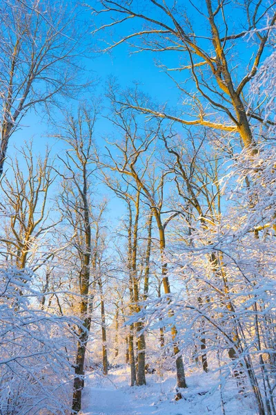 瑞典寒冷的冬日 树木结霜 地面白雪 在丑闻的冬天 风景墙纸 自然照片 — 图库照片