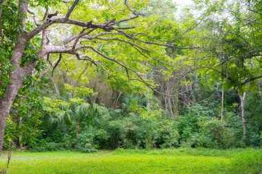 Muyil yakınlarında bir orman. Tropikal ormanın verimli yeşilliği. Seyahat fotoğrafı. Duvar kağıdı ya da arka plan. Yucatan. Quintana Roo. Meksika.