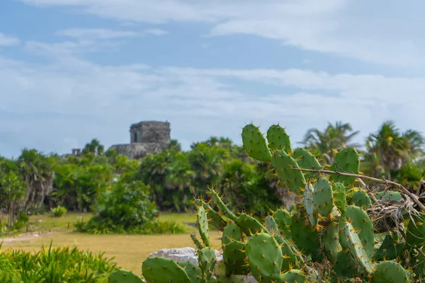 Cactus Antigua Tulum Vista Con Templo Cielo Azul Exuberante Vegetación — Foto de Stock