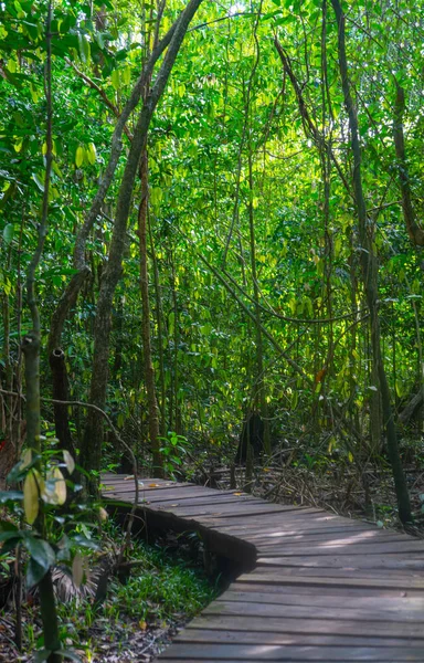 Path in the jungle near Muyil. Lush greenery of tropical forest. Travel photo. Wallpaper or background. Yucatan. Quintana roo. Mexico.