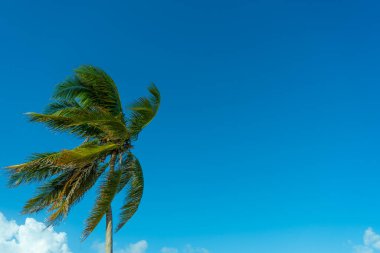 Karayipler deniz kıyısı. Bulutlu mavi gökyüzü ve palmiye ağacı. Seyahat fotoğrafı, arka plan, duvar kağıdı. Uzayı kopyala Mesaj için yer. Yucatan. Quintana Roo. Meksika.