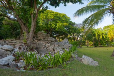 Antik Maya 'nın eski Xaman Ha Mimarisi' nin kalıntıları. Doğanın bereketli yeşilliği. Seyahat fotoğrafı. Duvar kağıdı ya da arka plan. Yucatan. Meksika.