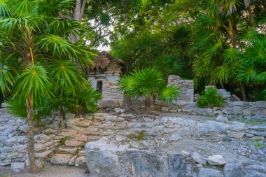 Antik Maya 'nın eski Xaman Ha Mimarisi' nin kalıntıları. Doğanın bereketli yeşilliği. Seyahat fotoğrafı. Duvar kağıdı ya da arka plan. Yucatan. Meksika.