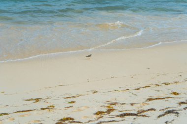 Karayipler deniz kıyısı. Küçük kuşla görüş. Seyahat fotoğrafı, arka plan, duvar kağıdı. Uzayı kopyala Mesaj için yer. Yucatan. Quintana Roo. Meksika.