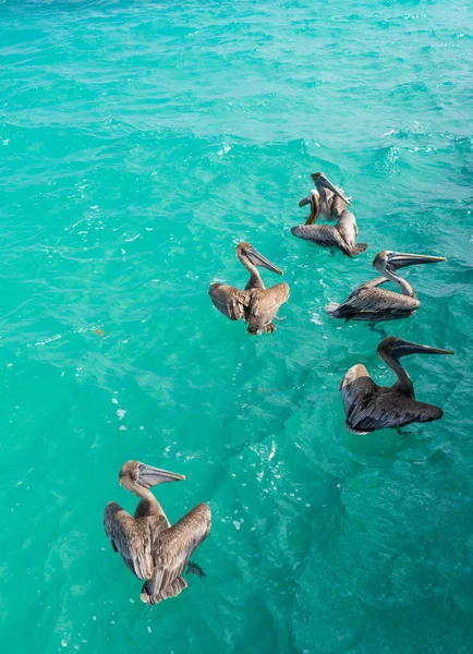 Karayip Denizindeki Pelikanlar Turkuaz Suda Beş Kuş Doğa Arka Planı — Stok fotoğraf