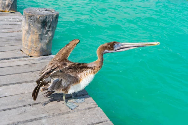 İskelede pelikan. Karayip Denizi. Vahşi yaşamın doğal bir fotoğrafı. Puerto Morelos. Quintana Roo. Yucatan. Meksika.