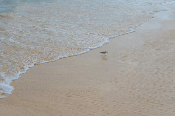 Costa Del Mar Caribe Vista Con Pajarito Foto Viaje Fondo —  Fotos de Stock