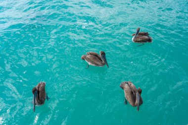 Pelicans in Caribbean sea. Four birds in turquoise water. Nature background or wallpaper. Animals wildlife. Puerto Morelos. Yucatan. Quintana roo. Mexico. Riviera maya. clipart