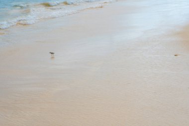 Karayipler deniz kıyısı. Küçük kuşla görüş. Seyahat fotoğrafı, arka plan, duvar kağıdı. Uzayı kopyala Mesaj için yer. Yucatan. Quintana Roo. Meksika.