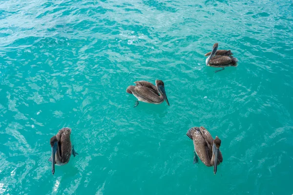 Karayip Denizindeki Pelikanlar Turkuaz Suda Dört Kuş Doğa Arka Planı — Stok fotoğraf