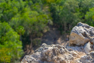 Nohoch Mul piramidinden görüntü. Eski taşlarla tropik yağmur ormanı. Seyahat, doğa fotoğrafı. Meksika mı? Quintana Roo. Yucatan 