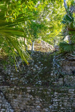 Antik Maya şehri Coba. Arkeolojik alandaki eski binalar. Ormandaki harabeler. Seyahat fotoğrafı. Quintana Roo. Yucatan. Meksika.