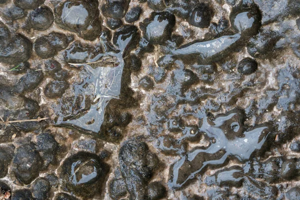 Дощова Вода Стародавніх Каменях Chichen Itza Тло Або Текстура Юкатан — стокове фото
