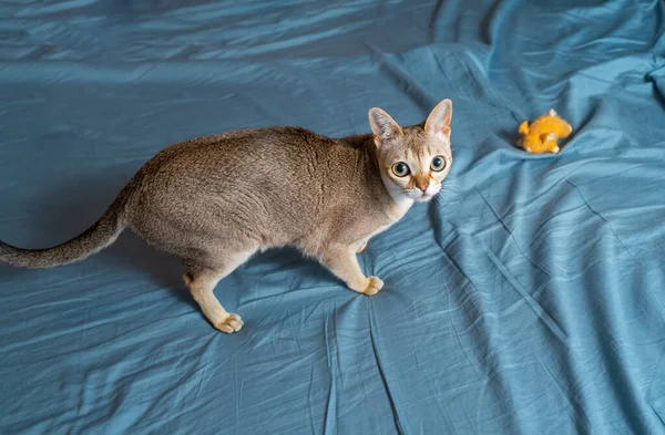 Singapura Gato Jogando Fundo Azul Cinza Foto Animal Estocolmo Suécia — Fotografia de Stock