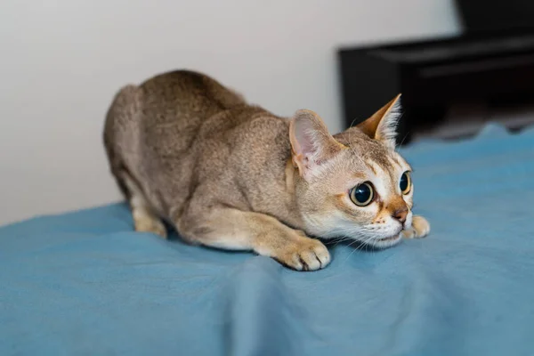 Singapura Cat Playing Blue Gray Background Animal Photo Stockholm Sweden — Stock Photo, Image