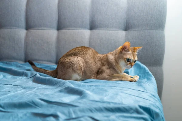 Retrato Gato Singapura Adorável Foto Animal Estocolmo Suécia — Fotografia de Stock