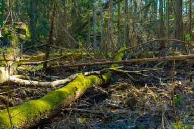 Baharda İskandinav ormanı. İsveç doğasının fotoğrafı.. 