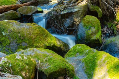 Baharda akarsu. İskandinav doğasının fotoğrafı. İsveç Ormanı. 
