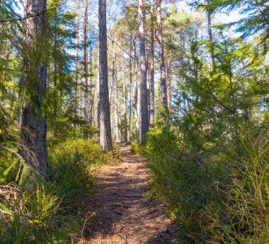 Bahardaki patika. İskandinav doğasının fotoğrafı. İsveç Ormanı. 