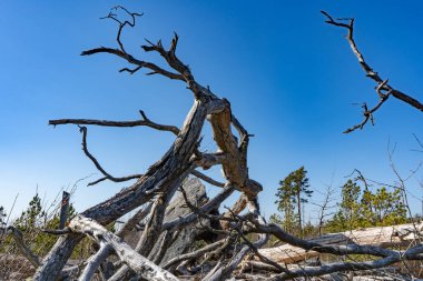İsveç ormanında kurumuş ağaç. İskandinav doğasının fotoğrafı. Bitki dallarının yapısı.