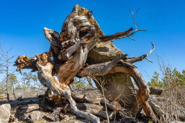İsveç ormanında kurumuş ağaç. İskandinav doğasının fotoğrafı. Bitki dallarının yapısı.