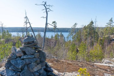 Baharda İskandinav ormanı. İsveç doğasının fotoğrafı.. 