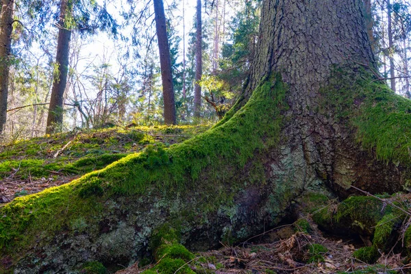 Raízes Uma Árvore Velha Foto Floresta Sueca Antecedentes Natureza Escandinava — Fotografia de Stock