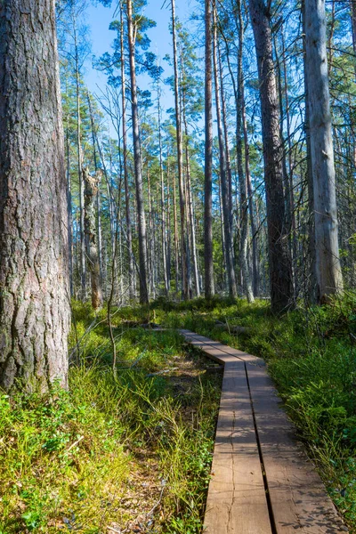 Стежка Весною Фото Скандинавів Природи Шведський Ліс — стокове фото