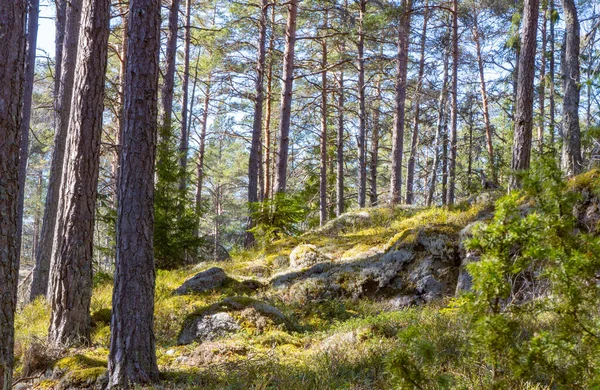 Baharda İskandinav ormanı. İsveç doğasının fotoğrafı.. 