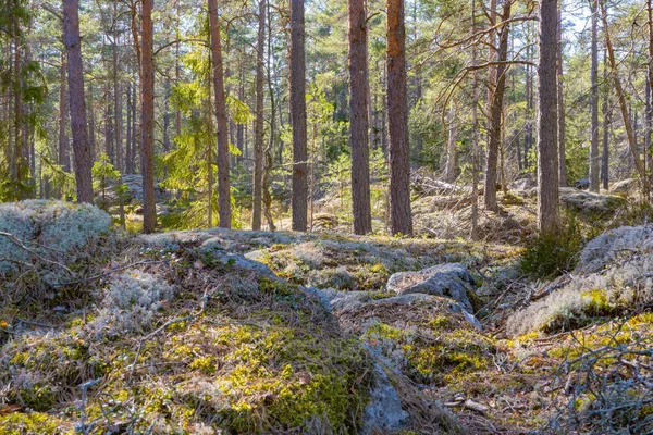 Скандинавський Ліс Навесні Photo Swedish Nature — стокове фото
