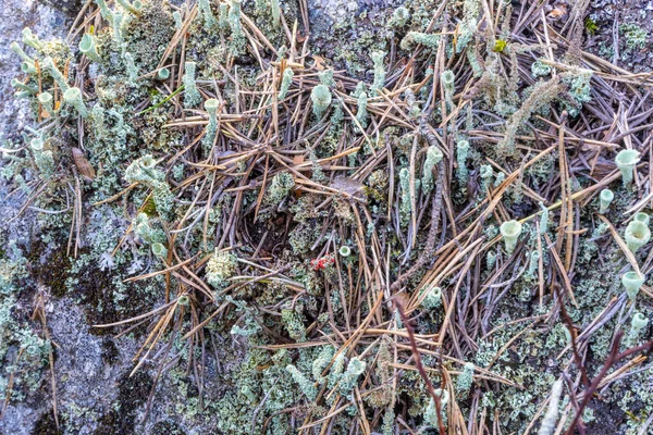 Vegetation Scandinavian Forest Photo Plants Swedish Woods Nature Background — Stock Photo, Image