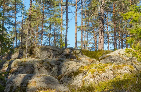 Скандинавський Ліс Навесні Photo Swedish Nature — стокове фото