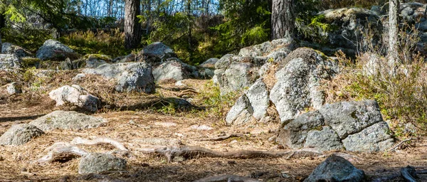 Скандинавський Ліс Навесні Photo Swedish Nature — стокове фото