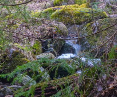 Baharda akarsu. İskandinav doğasının fotoğrafı. İsveç Ormanı. 
