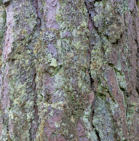 木の幹 木の質感 北欧の自然 — ストック写真
