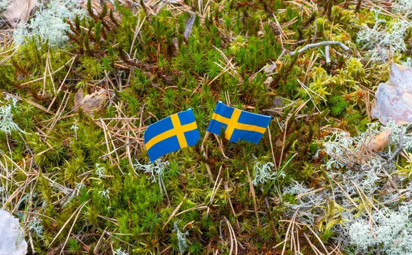 Švédské Vlajky Skandinávském Přírodním Pozadí Fotografie Divoké Přírody Národním Symbolem — Stock fotografie