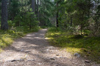 Bahardaki patika. İskandinav doğasının fotoğrafı. İsveç Ormanı. 
