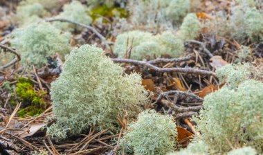 İskandinav ormanında bitki örtüsü. İsveç ormanlarındaki bitkilerin fotoğrafı. Doğa arkaplanı.