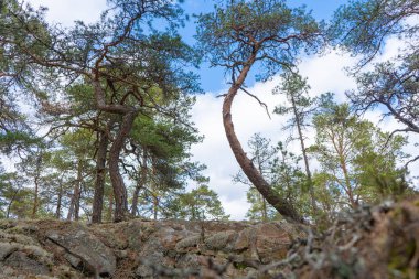 Baharda İskandinav ormanı. İsveç doğasının fotoğrafı.. 