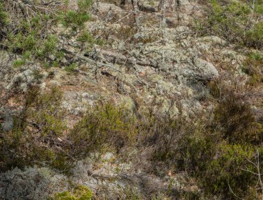 İskandinav ormanında bitki örtüsü. İsveç ormanlarındaki bitkilerin fotoğrafı. Doğa arkaplanı.