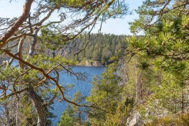 İsveç ormanındaki göl. İskandinav doğasının fotoğrafı. Kuzey Avrupa 'da orman.
