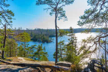 İsveç ormanındaki göl. İskandinav doğasının fotoğrafı. Kuzey Avrupa 'da orman.
