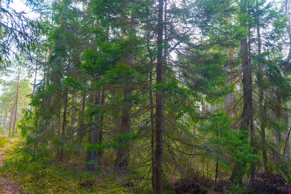 Floresta Escandinava Primavera Foto Natureza Sueca — Fotografia de Stock