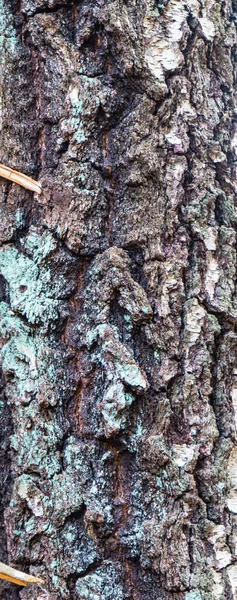 Ağaç Gövdesi Ahşap Dokular Skandinav Doğası — Stok fotoğraf
