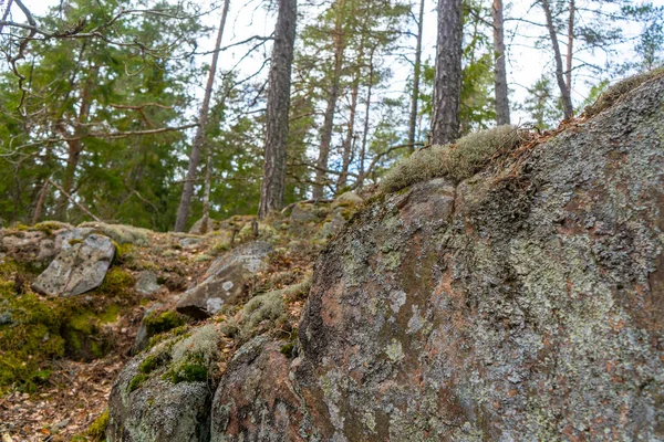 Vieilles Pierres Dans Forêt Scandinave Photo Nature Suédoise — Photo