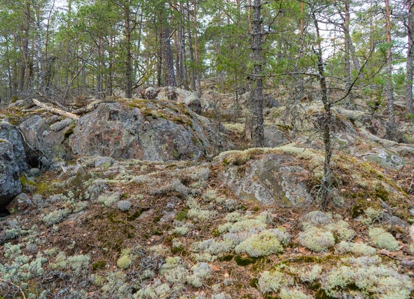 Старі Камені Скандинавії Photo Swedish Nature — стокове фото