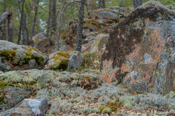 Piedras Viejas Bosque Escandinavo Foto Naturaleza Sueca — Foto de Stock