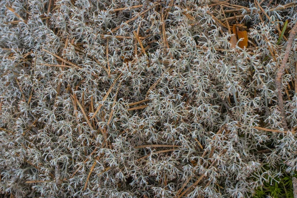 Végétation Forêt Scandinave Photo Plantes Dans Les Bois Suédois Contexte — Photo